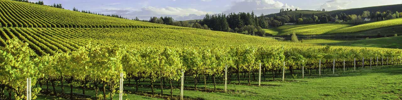 Citrusdal Cellars has a solid history and bright future under the leadership of our MD of Citrusdal Cellars.