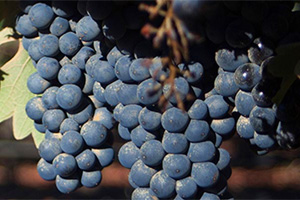 Cederberg Wines is one of the suppliers of Citrusdal Cellars - get your favourite wines from us.