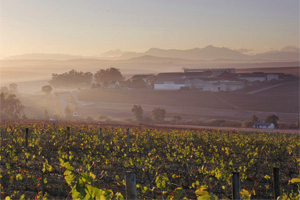 Swartland Winery is one of the wine suppliers of Citrusdal Cellars - get access to very drinkable wines.